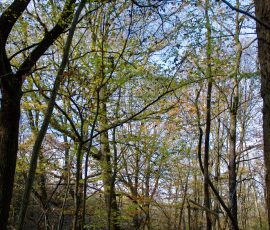 DSC_2659_DxO